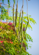 Large coconut coir pot with healthy Moringa (Moringa oleifera) herb from Sow Exotic, lush green leaves and sturdy stems.