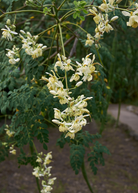 Moringa oleifera herb plant in a large coconut coir pot, grown by Sow Exotic, with lush green leaves and healthy stems