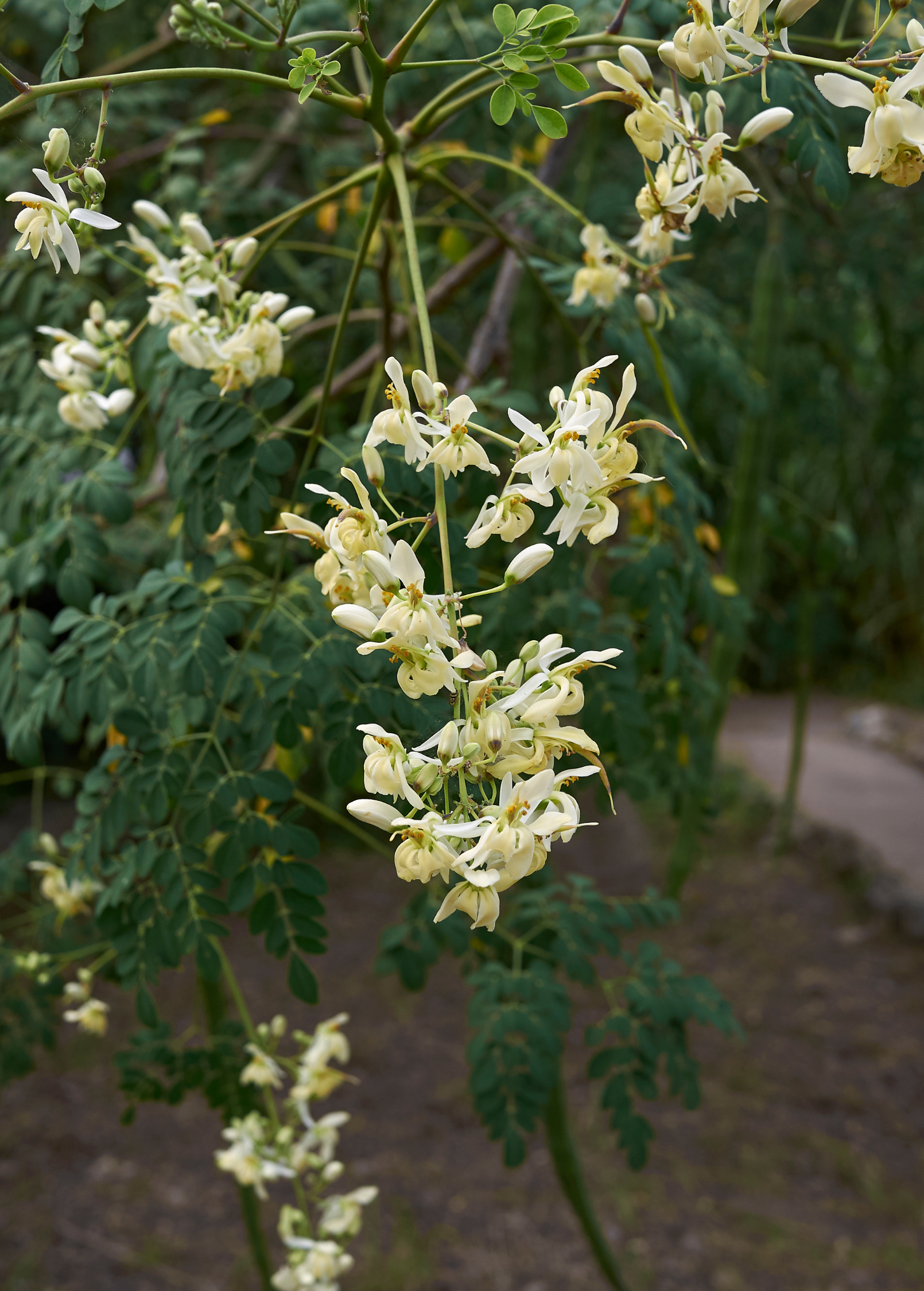 Moringa oleifera herb plant in a large coconut coir pot, grown by Sow Exotic, with lush green leaves and healthy stems