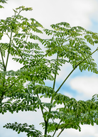 Fresh Moringa herb plant in a large coconut coir pot from Sow Exotic, showcasing vibrant green Moringa oleifera leaves.
