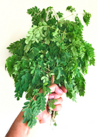 Large coconut coir pot with healthy Moringa oleifera herb by Sow Exotic, showcasing lush green leaves and woody stem.