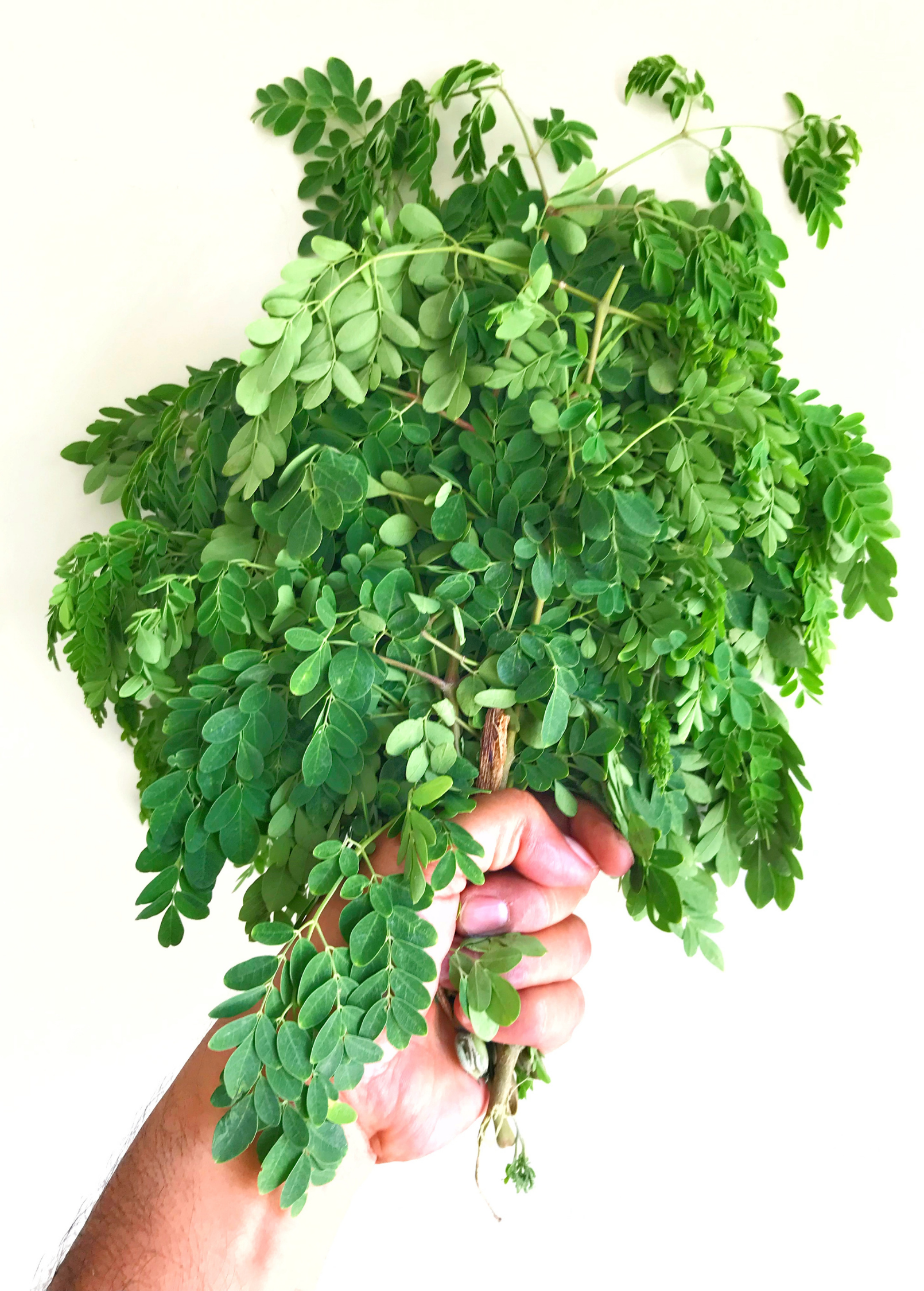 Large coconut coir pot with healthy Moringa oleifera herb by Sow Exotic, showcasing lush green leaves and woody stem.