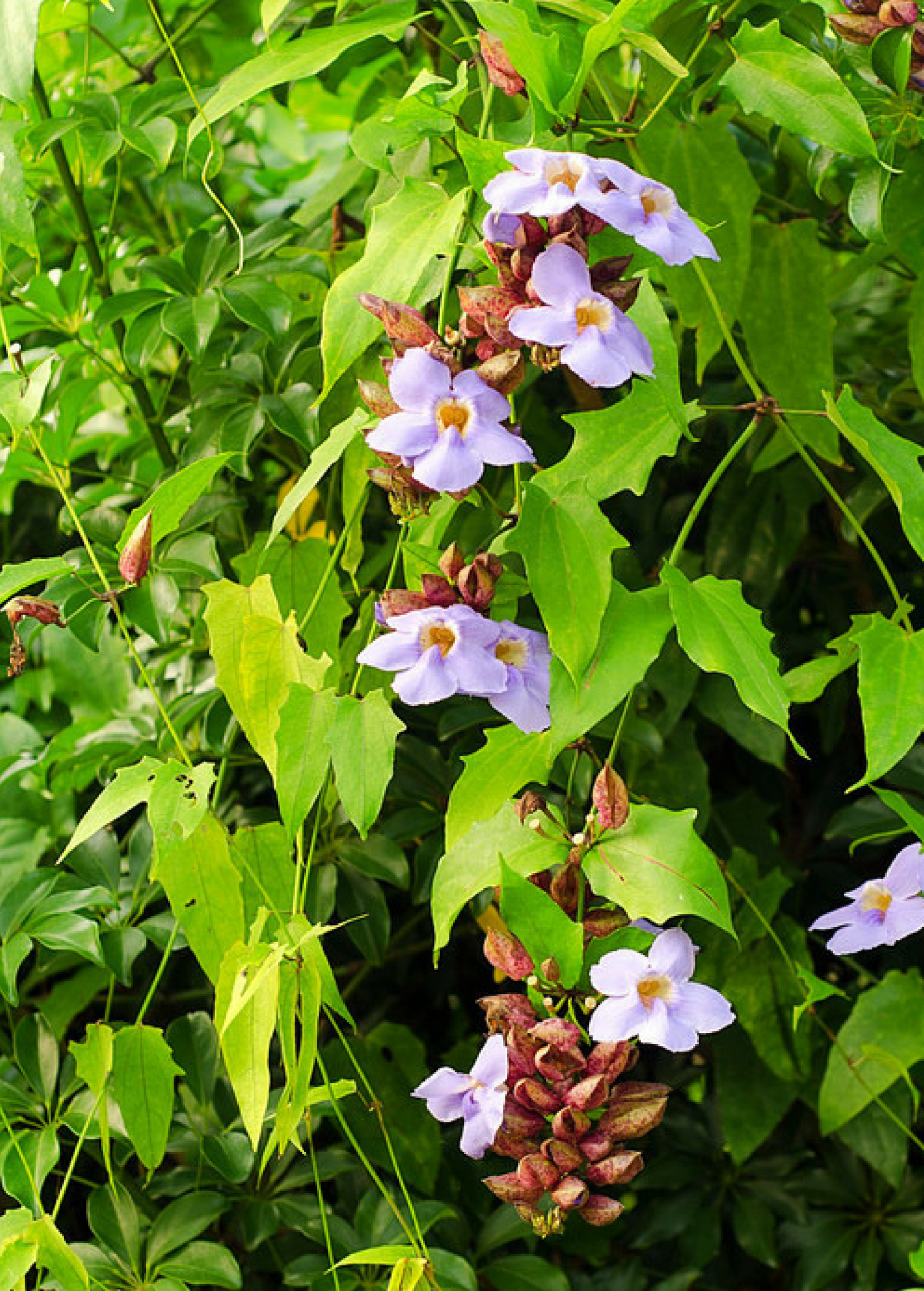 Sow Exotic Rang Jued herb, Thunbergia laurifolia, potted in a large coconut coir container with lush green leaves.