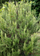 Fresh rosemary herb in a large coconut coir pot, showcasing vibrant green sprigs of Rosmarinus officinalis.