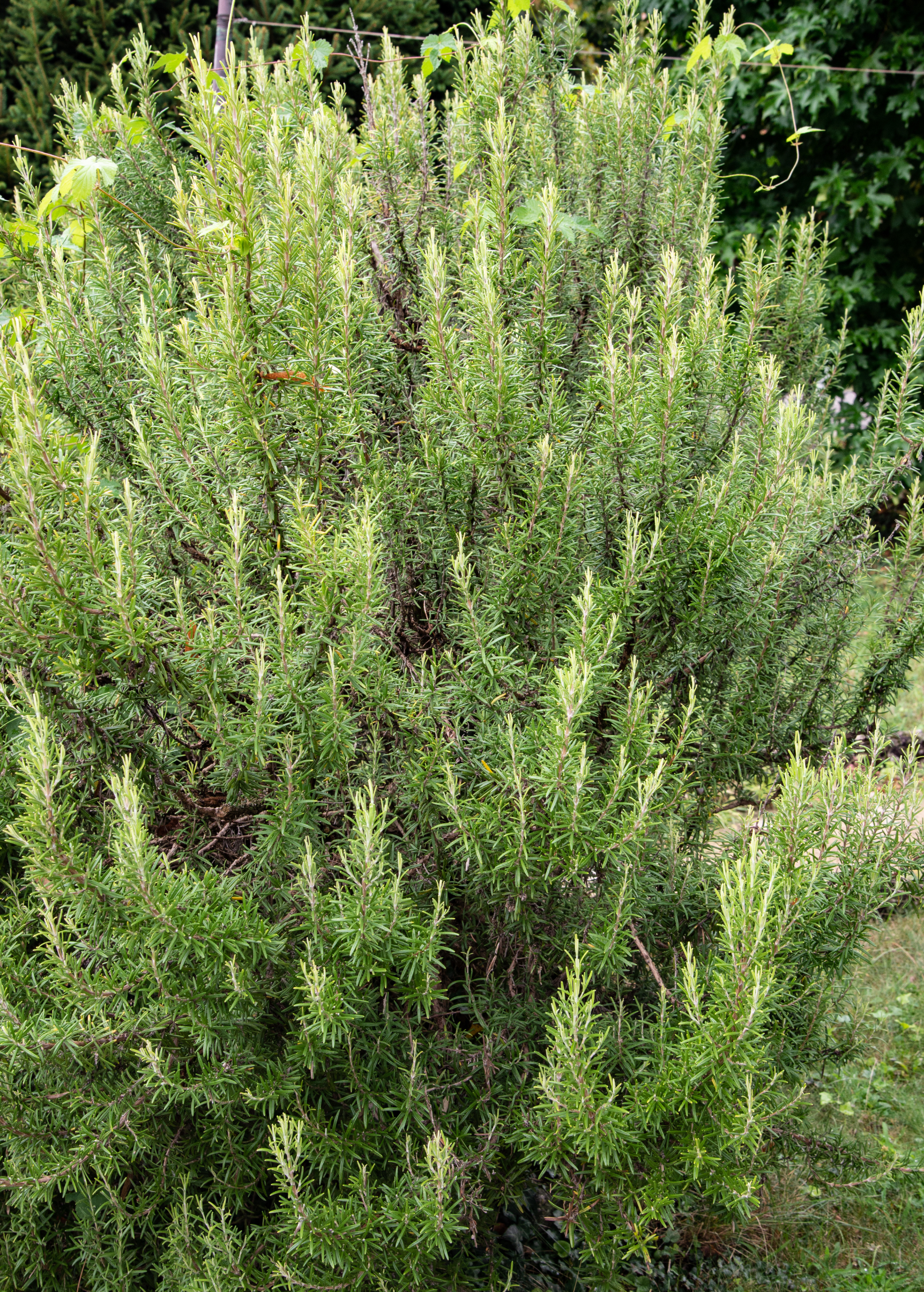 Fresh rosemary herb in a large coconut coir pot, showcasing vibrant green sprigs of Rosmarinus officinalis.