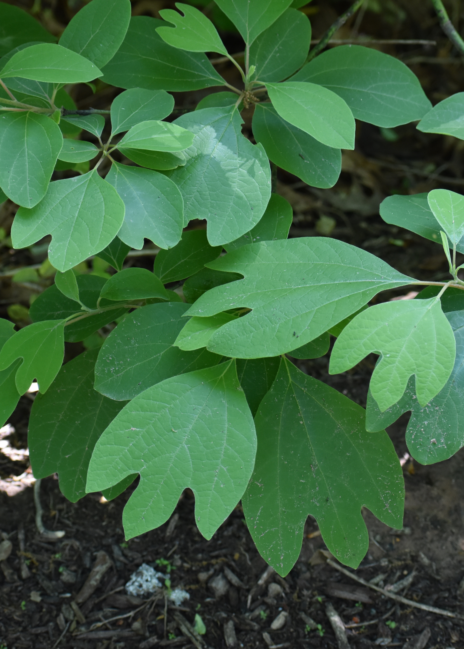 Sassafrass herb plant in a coconut coir pot, featuring lush green Sassafras albidum leaves, by Sow Exotic.
