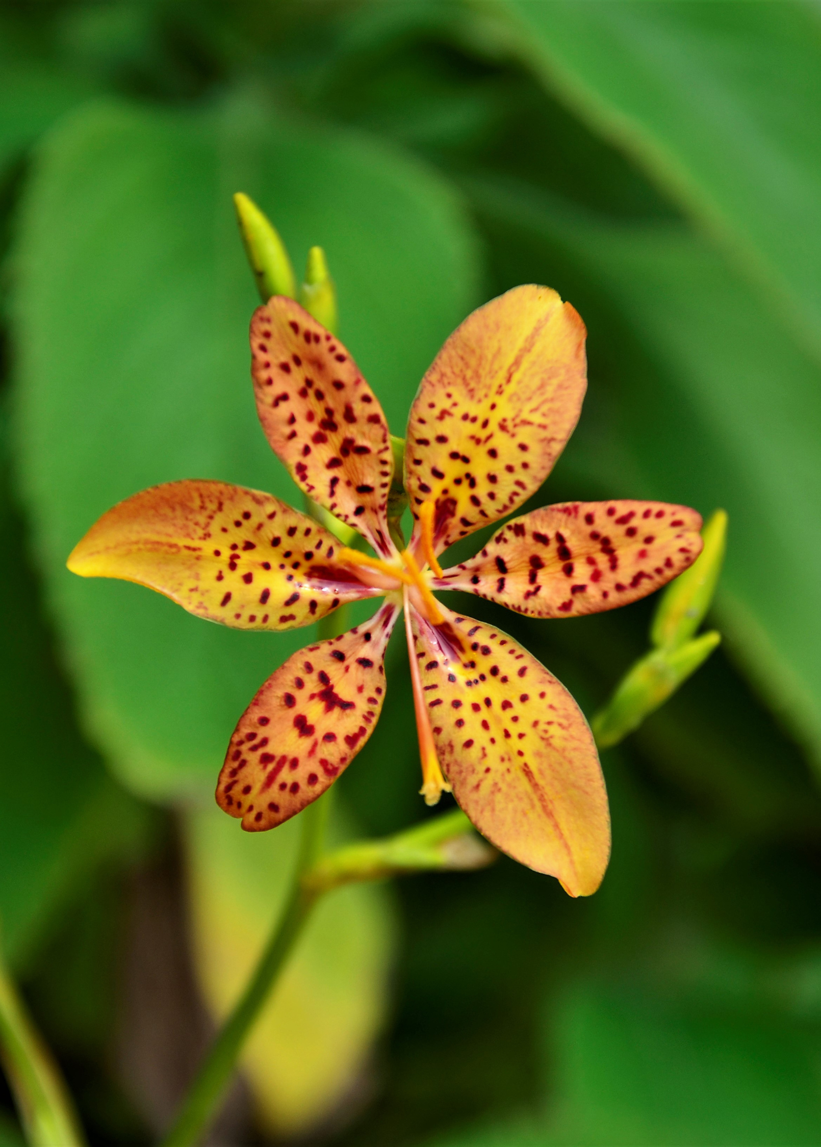 Single Blackberry Lily (Iris domestica) herb in large coconut coir pot with vibrant orange flowers and lush green foliage.