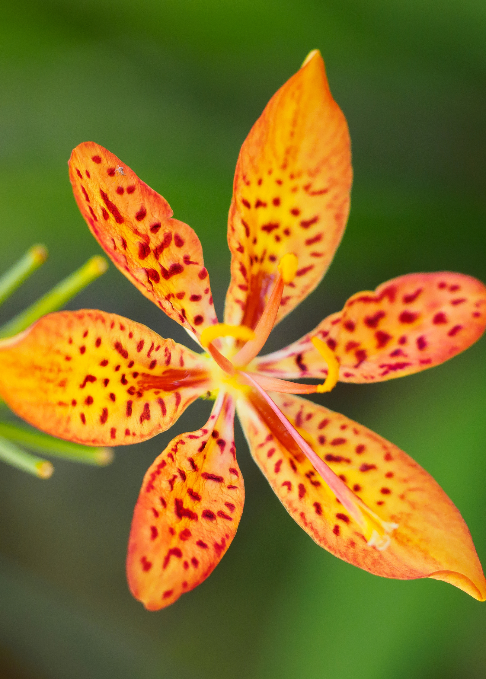 Blackberry Lily herb in a large coconut coir pot, featuring vibrant orange flowers and green foliage, by Sow Exotic.