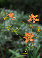 Single Blackberry Lily (Iris domestica) herb in a large coconut coir pot, showcasing vibrant foliage and flower buds.