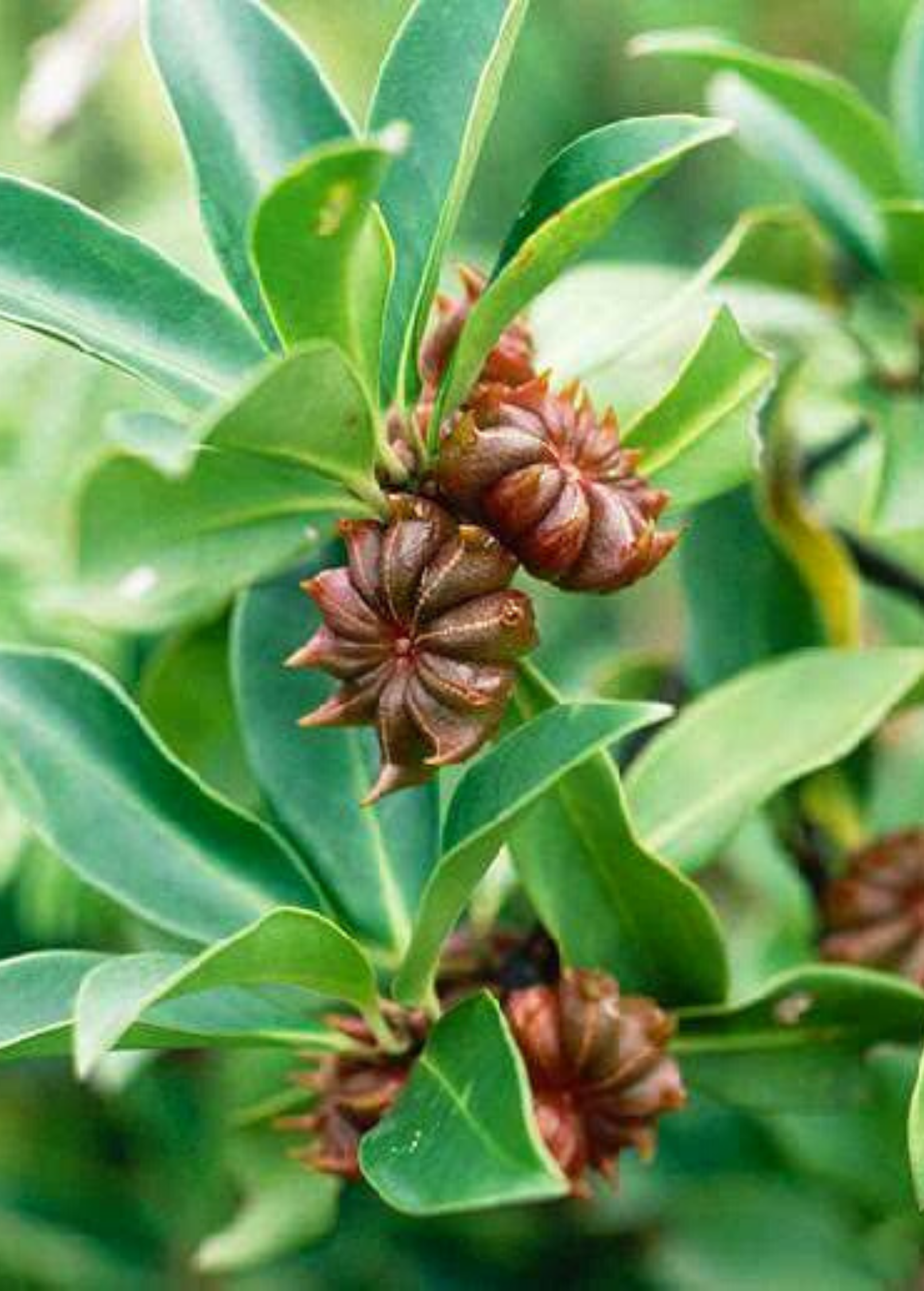 Star Anise herb in a large coconut coir pot, organic Sow Exotic Illicium verum spice ready for cooking and herbal uses.