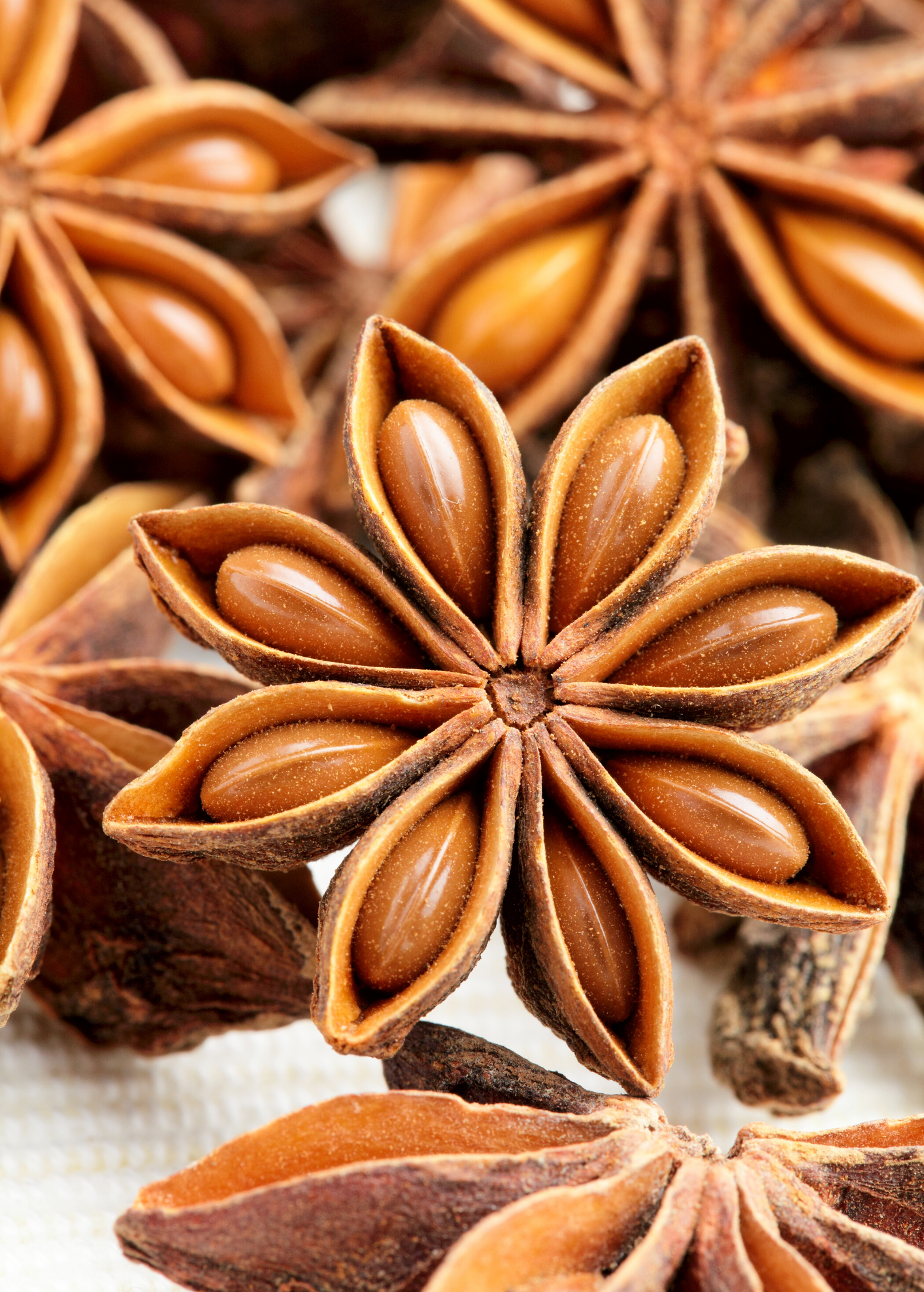 Dried star anise herb in a coconut coir pot, showing star-shaped pods and brown spice from Sow Exotic.