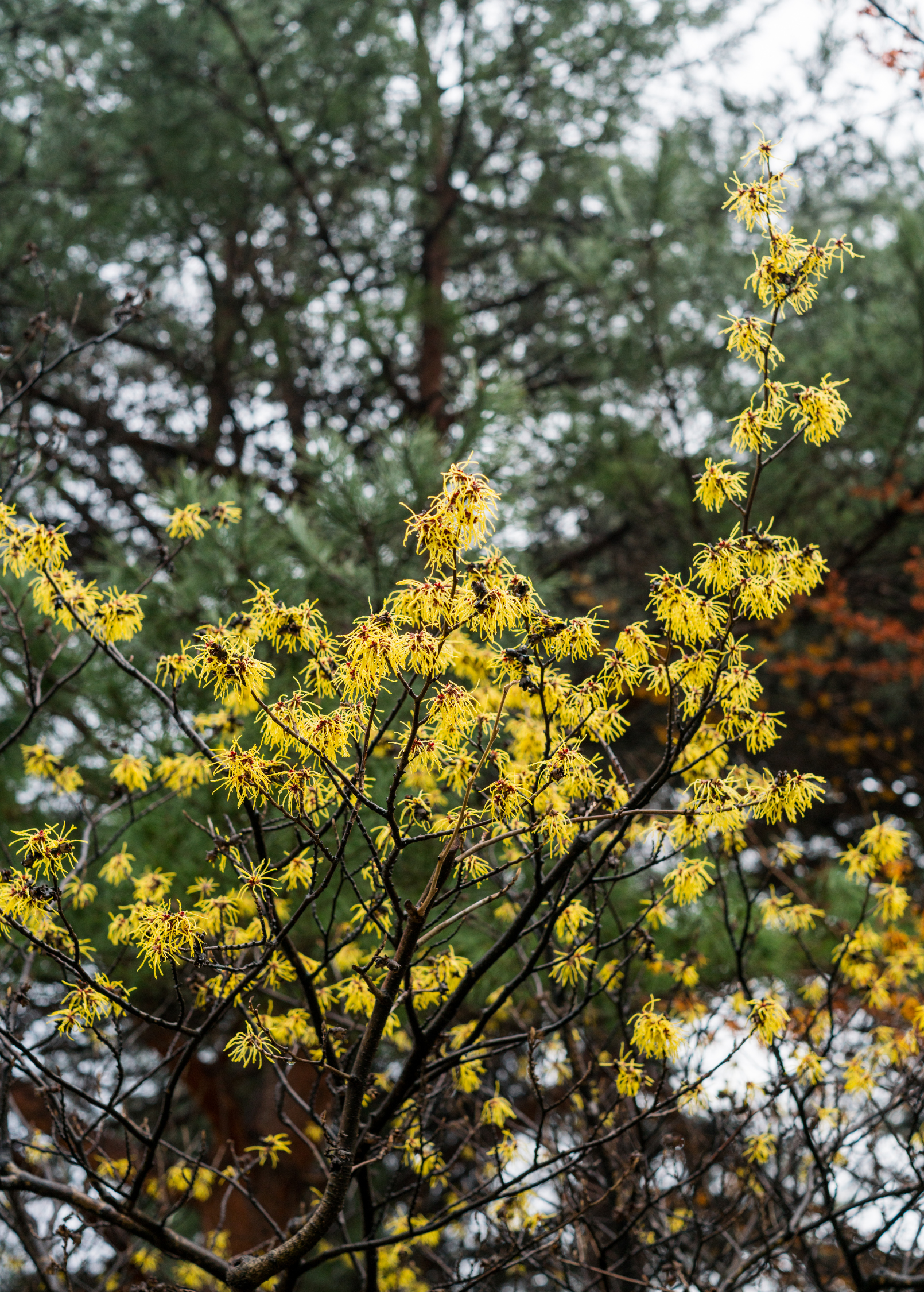 Large potted Witch-hazel (Hamamelis virginiana) herb plant in coconut coir pot by Sow Exotic