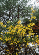 Large potted Witch-hazel (Hamamelis virginiana) herb plant in coconut coir pot by Sow Exotic