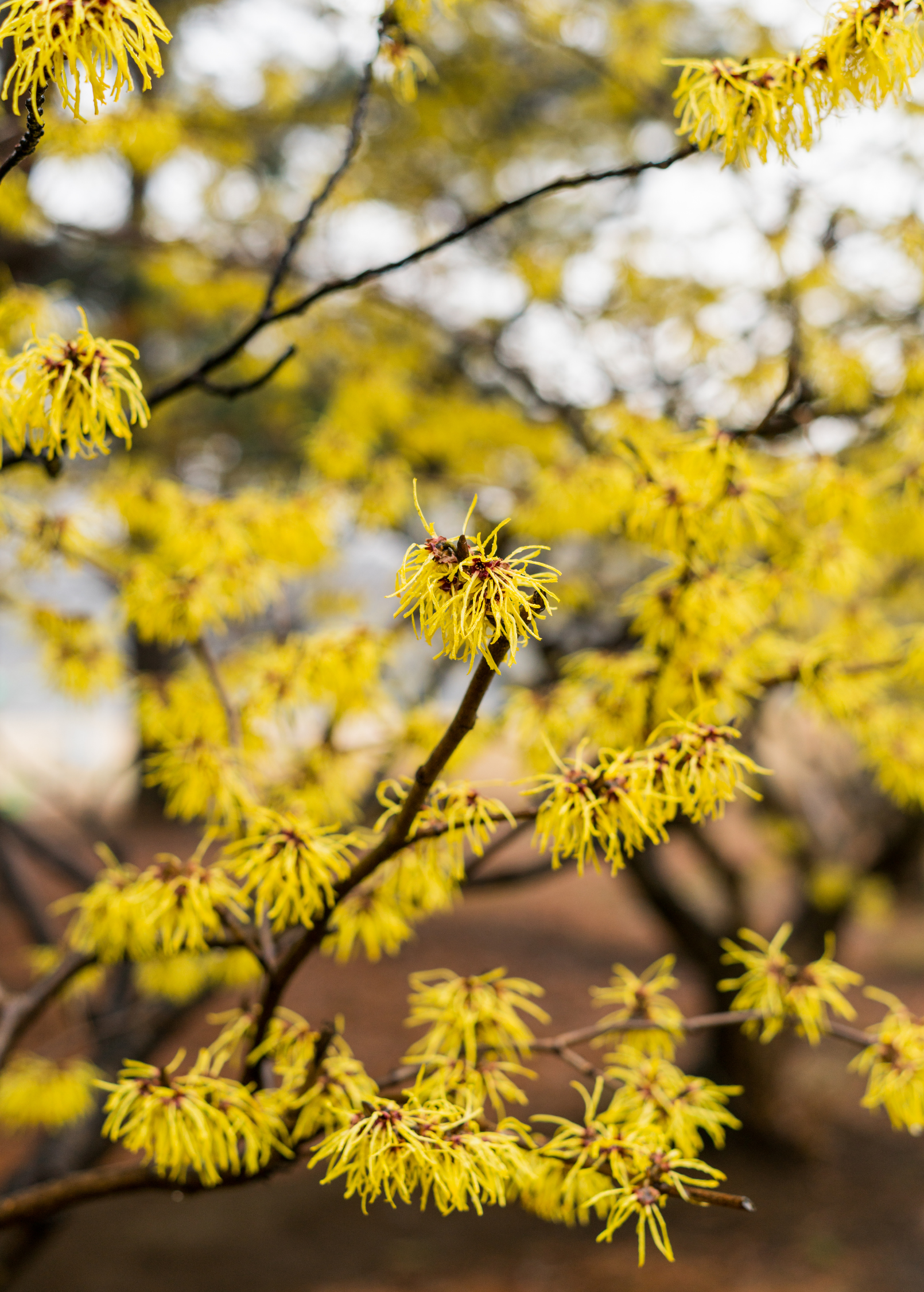 Large coconut coir pot with fresh Witch-hazel (Hamamelis virginiana) herb from Sow Exotic, shown in a natural outdoor setting.