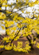 Large coconut coir pot with fresh Witch-hazel (Hamamelis virginiana) herb from Sow Exotic, shown in a natural outdoor setting.