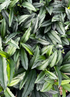 Dwarf Peacock Ginger herb plant in large nursery pot, showing green leaves and compact growth, by Sow Exotic.