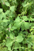 Florida native Sweet Basil herb in a large nursery pot, showcasing lush green leaves of Sow Exotic's Ocimum campechianum plant.