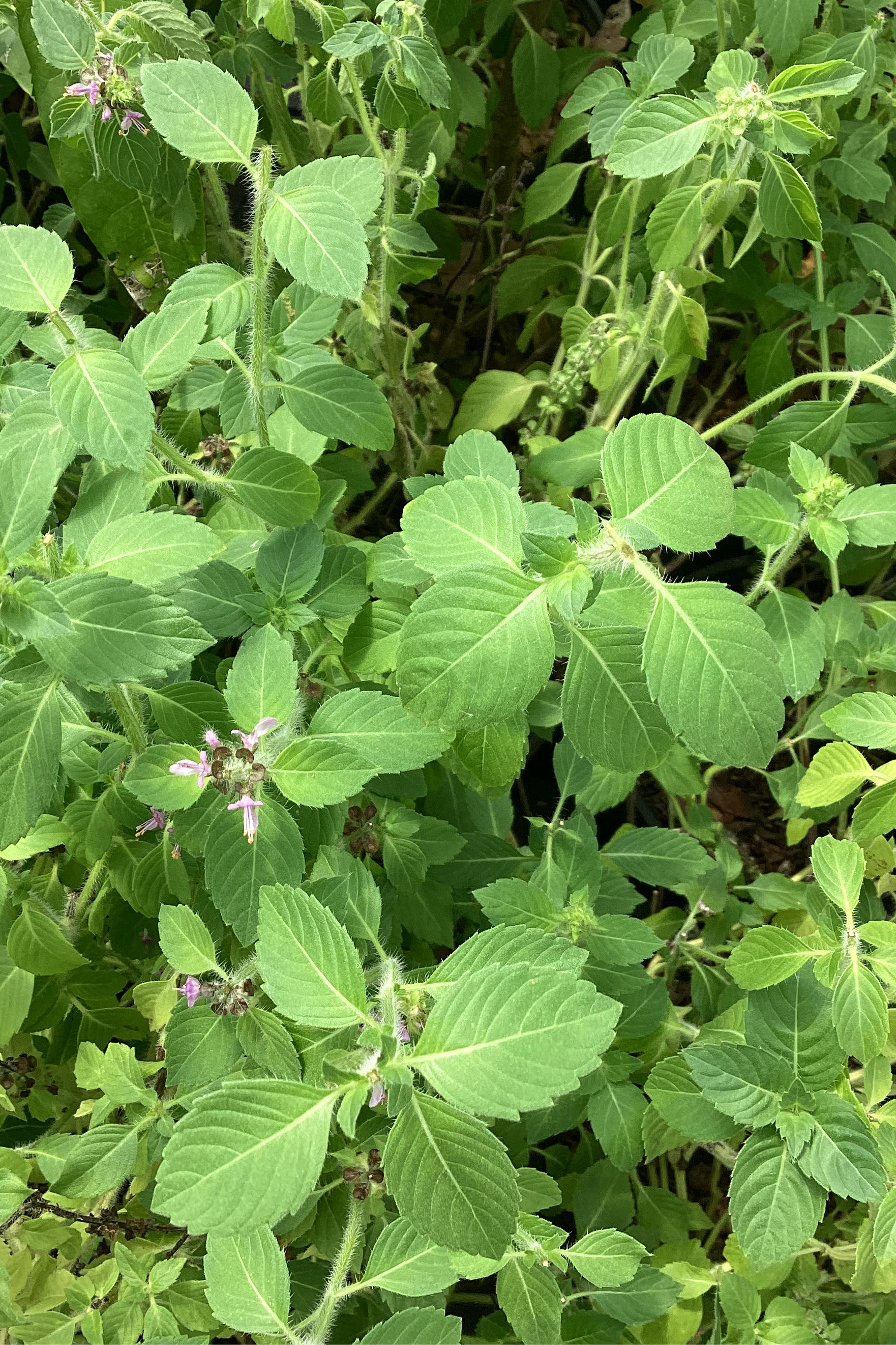 Florida native Sweet Basil herb in a large nursery pot, showcasing lush green leaves of Sow Exotic's Ocimum campechianum plant.