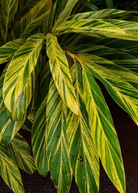 Variegated Shell Ginger herb in a large nursery pot, showcasing green and white variegated leaves, by Sow Exotic.