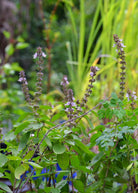 African Blue Basil herb in a coconut coir pot, showcasing dark purple leaves and vibrant green foliage, by Sow Exotic.