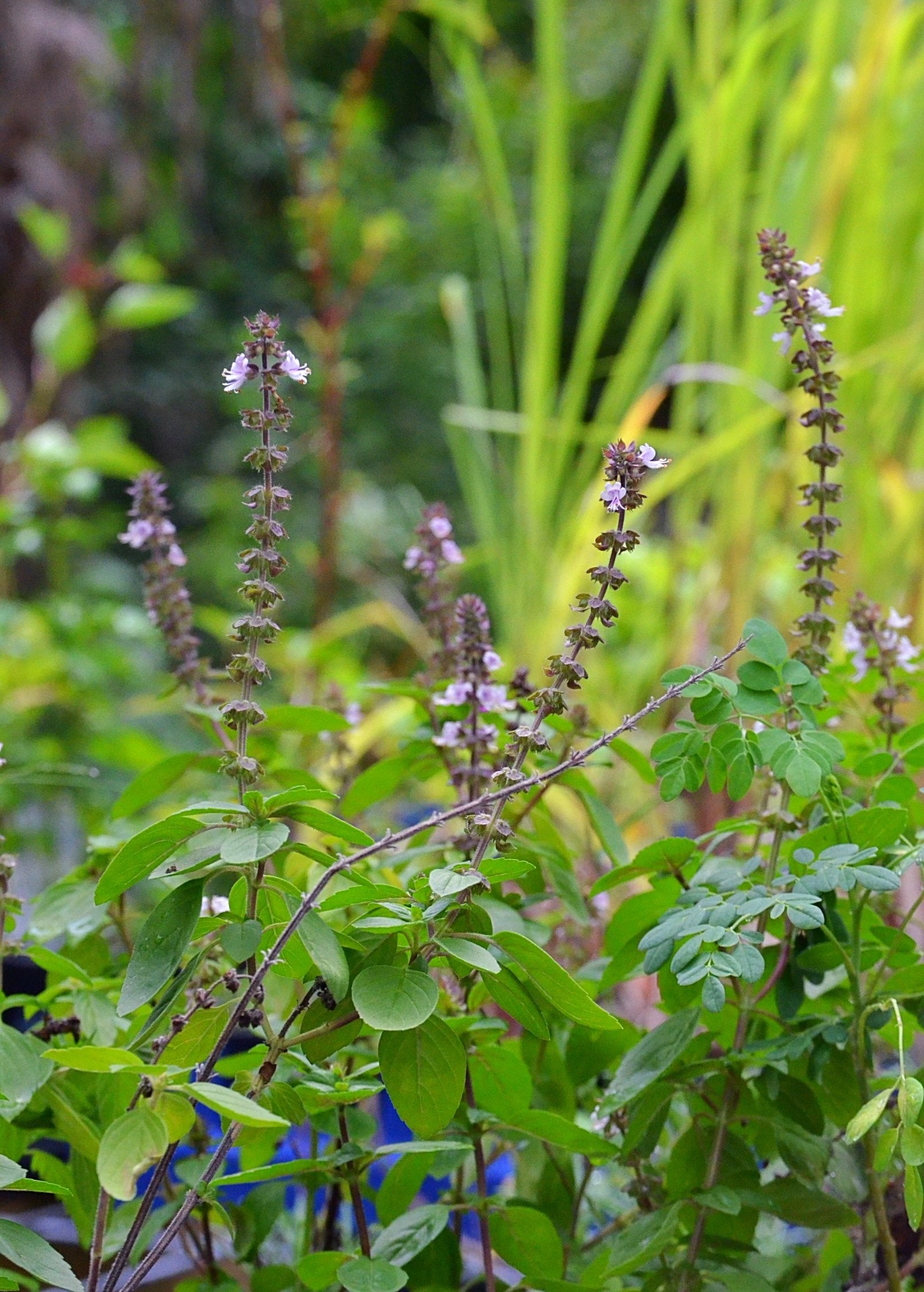 African Blue Basil herb in a coconut coir pot, showcasing dark purple leaves and vibrant green foliage, by Sow Exotic.
