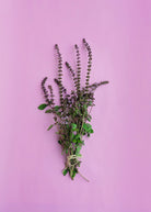 African Blue Basil herb in coconut coir pot by Sow Exotic, showcasing dark purple leaves and lush green foliage.
