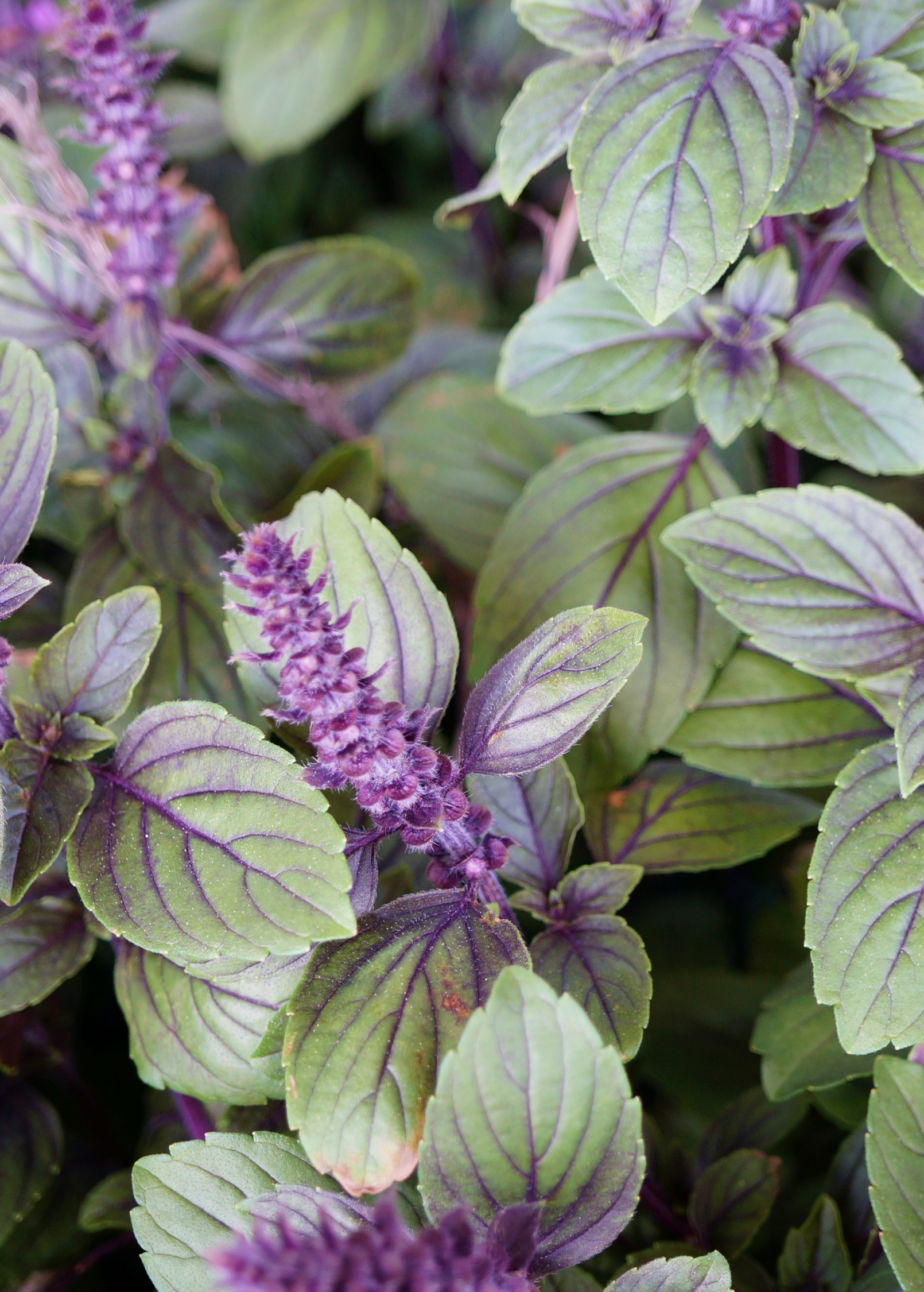 African Blue Basil herb in a coconut coir pot, showcasing dark purple leaves and fragrant foliage, from Sow Exotic.