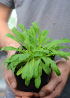 African Dream Root herb in a coconut coir pot, labeled Sow Exotic, showcasing the plant's roots and green foliage.