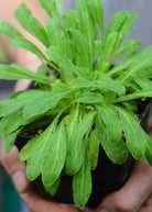 African Dream Root herb in a coconut coir pot, cultivated by Sow Exotic, showcasing its roots and leafy green foliage.
