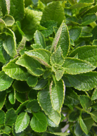 African Potato Mint herb in a coconut coir pot, showcasing green leaves of Plectranthus esculentus from Sow Exotic.