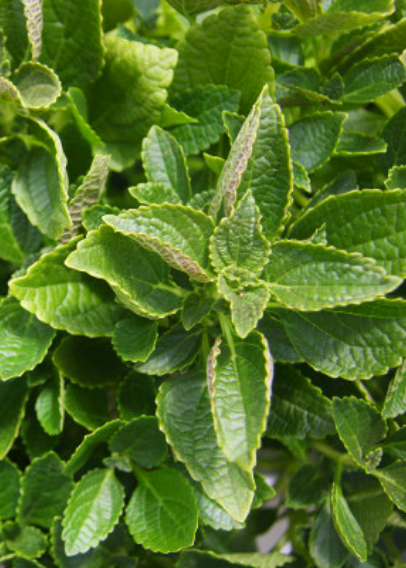 African Potato Mint herb in a coconut coir pot, showcasing green leaves of Plectranthus esculentus from Sow Exotic.