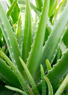 Aloe vera herb in a medium coconut coir pot, showcasing lush green Aloe plant with thick, fleshy leaves.