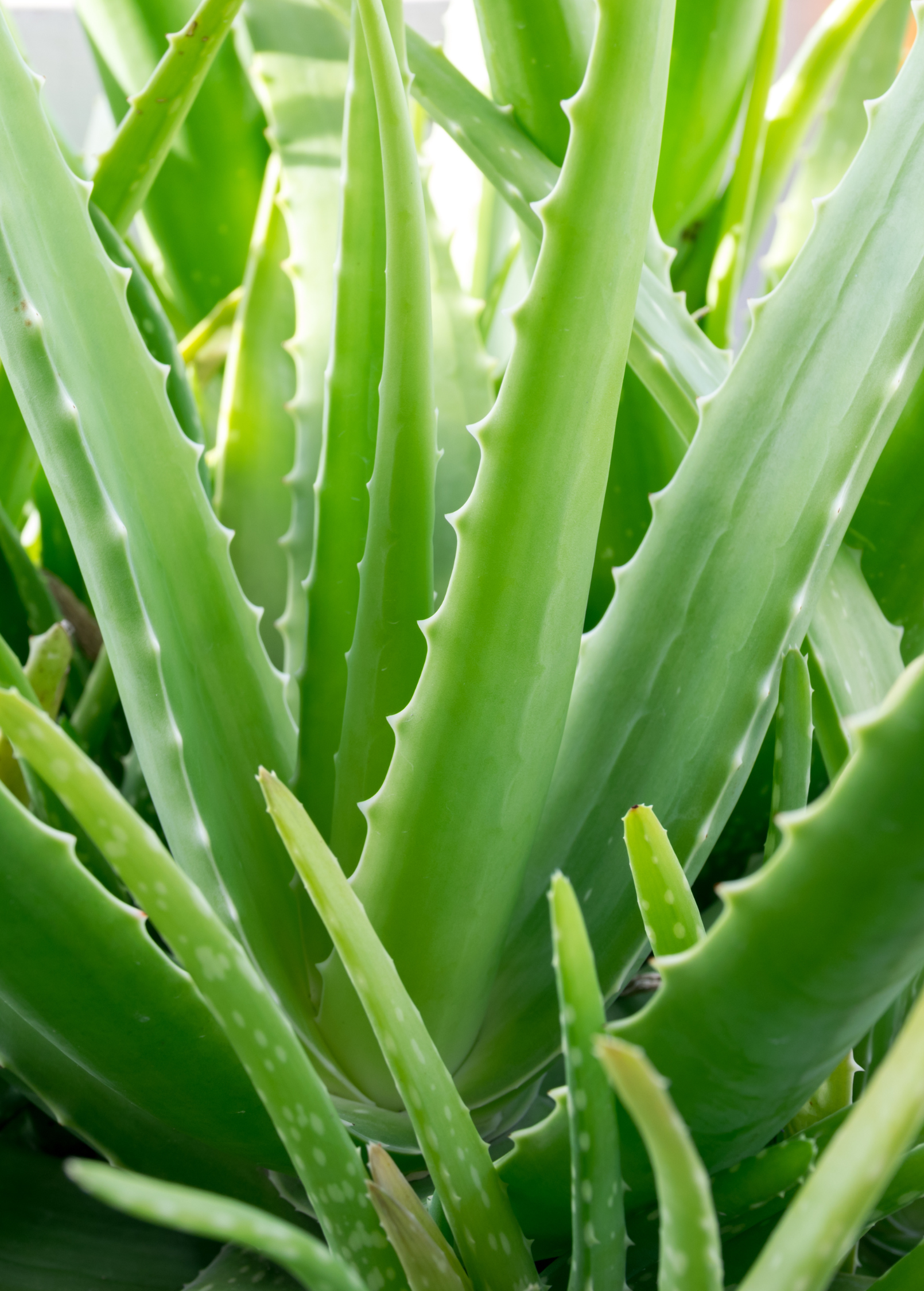 Aloe vera herb in a medium coconut coir pot, showcasing lush green Aloe plant with thick, fleshy leaves.