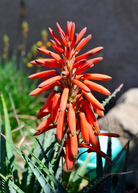 Medium-sized Aloe Vera herb potted in coconut coir from Sow Exotic, showcasing healthy green leaves.