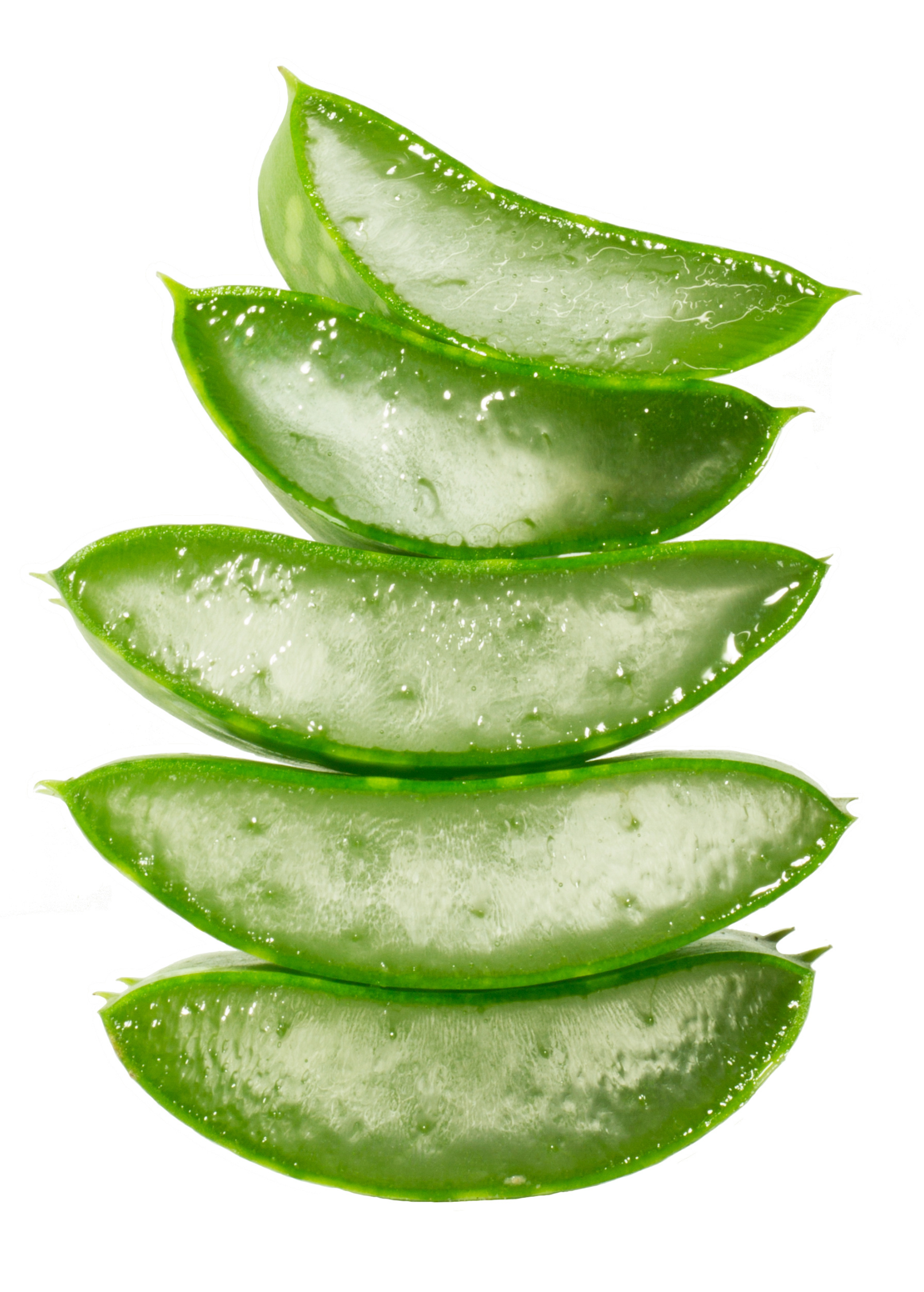 Sow Exotic aloe vera herb in a coconut coir pot, showcasing lush green aloe leaves and healthy growth.