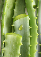 Medium-sized Aloe vera herb in a coconut coir pot by Sow Exotic, showcasing healthy, green Aloe vera plant with thick, fleshy leaves.
