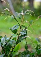 Fresh Anamu herb in coconut coir pot, Sow Exotic brand, showcasing green leaves and plant growth in a natural setting.