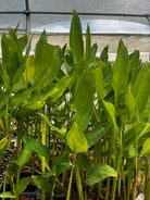 Arrowroot herb plant in a coconut coir pot, featuring lush green leaves, from Sow Exotic's Maranta arundinacea collection.