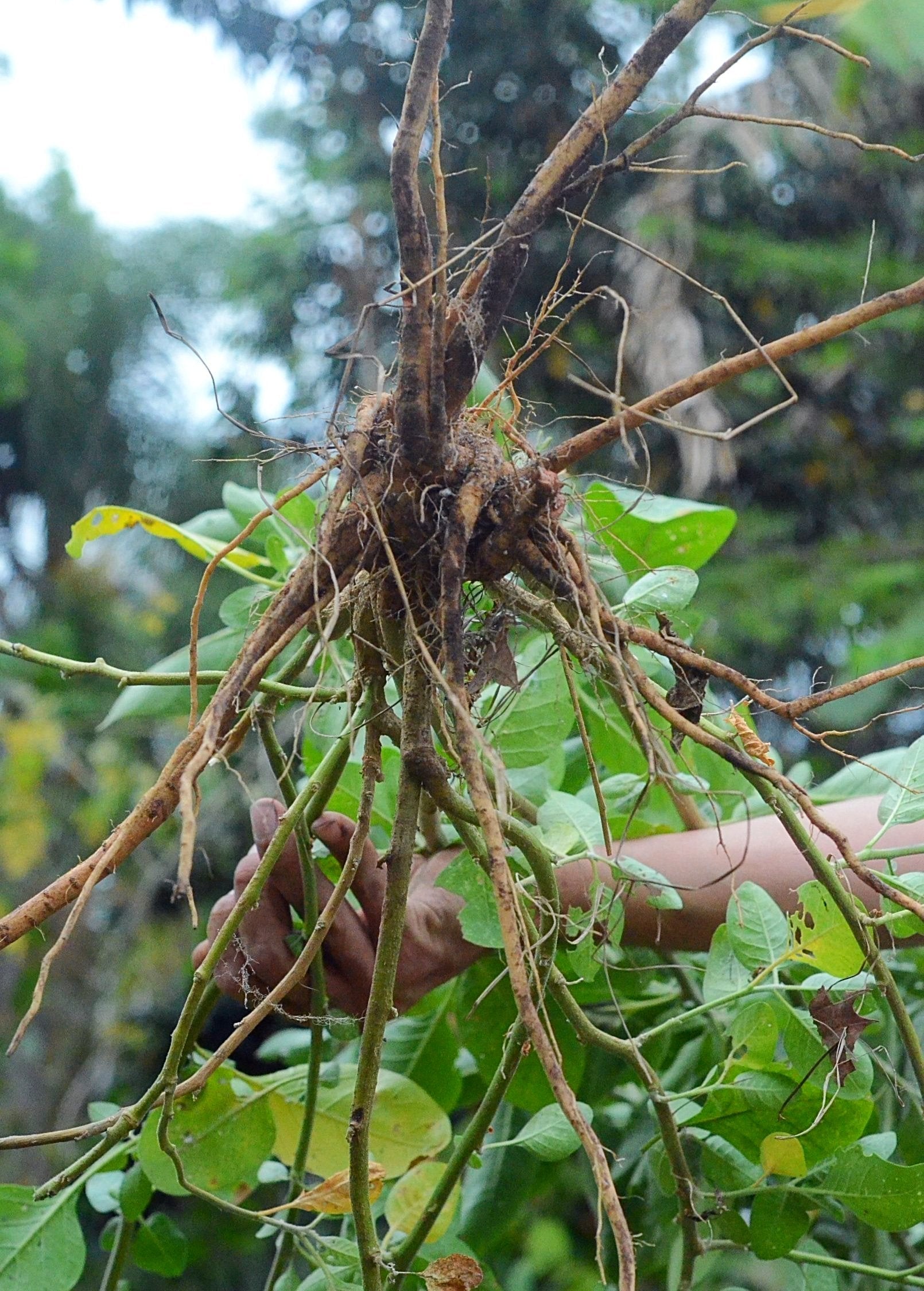 Sow Exotic Ashwagandha herb plant in a coconut coir pot, with green leafy stems and roots visible in the image.