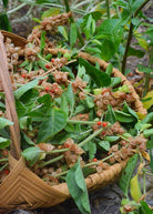 Sow Exotic Ashwagandha herb in a medium coconut coir pot with green leaves and roots visible.
