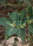 Healthy Ashwagandha herb plant in a coconut coir pot, shown with green leaves, from Sow Exotic.