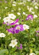 Herb plant Asystasia Chinese Creeping Foxglove in coconut coir pot, healthy green foliage, cultivated by Sow Exotic