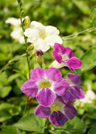 Asystasia Chinese Creeping Foxglove herb in a coconut coir pot, showcasing green leafy stems and vibrant flowers.