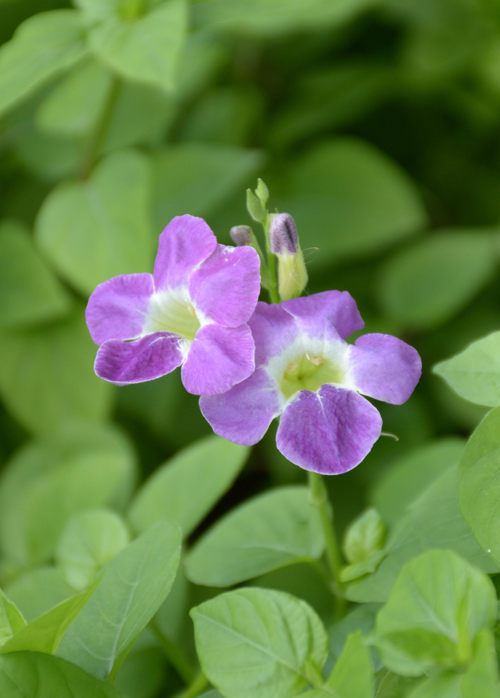 Chinese Creeping Foxglove herb, Asystasia gangetica, in a coconut coir pot, showcasing lush green foliage and trailing growth.