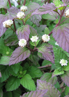Aztec Sweet Herb (Lippia dulcis) in a coconut coir pot, showing lush green leaves and herbs growing healthy.