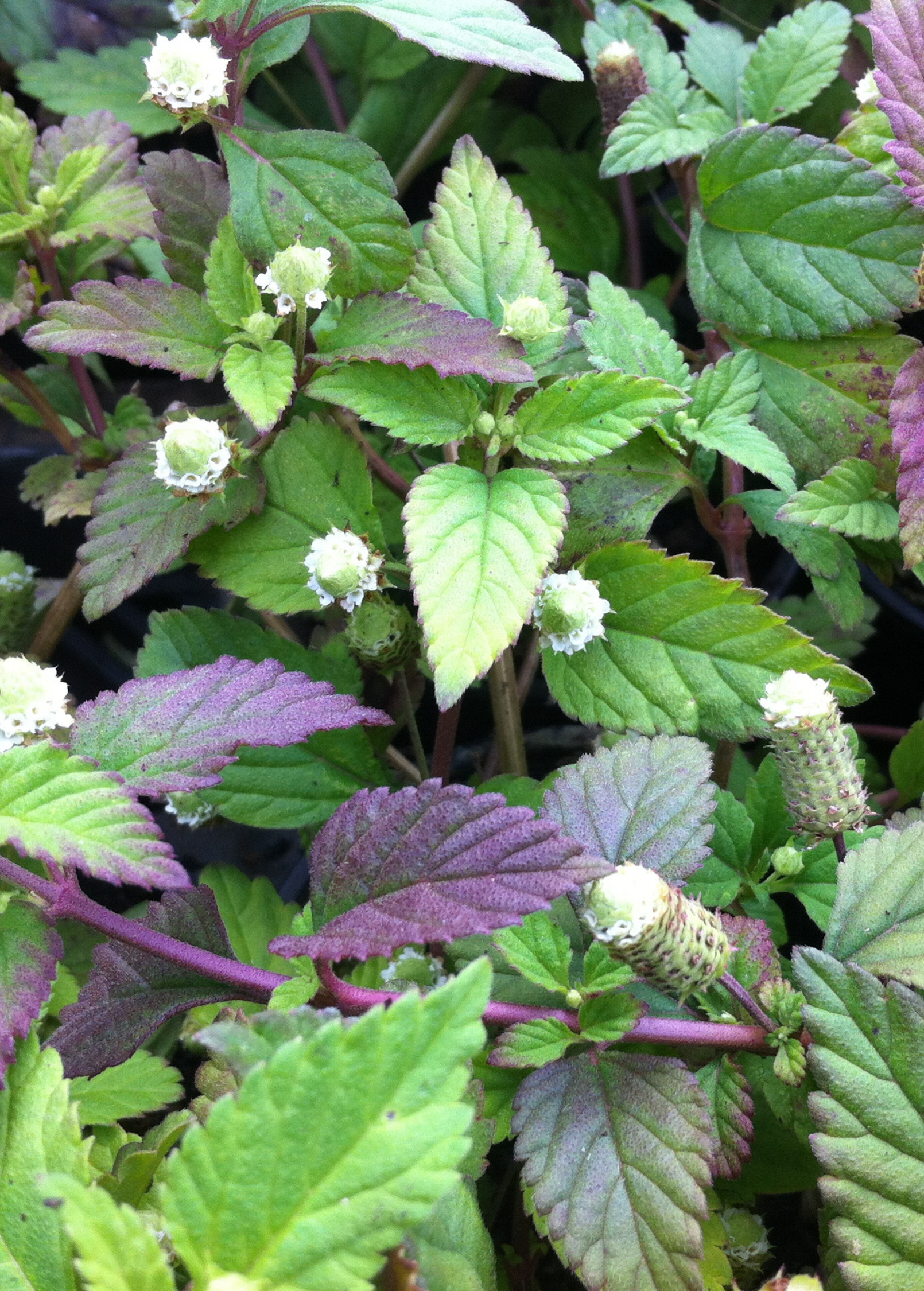Aztec Sweet Herb (Lippia dulcis) in a coconut coir pot, a fragrant herb with green leaves and delicate stems.