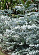 Baby Blue Eucalyptus herb in a coconut coir pot, showcasing silvery-blue eucalyptus pulverulenta leaves in a natural setting.