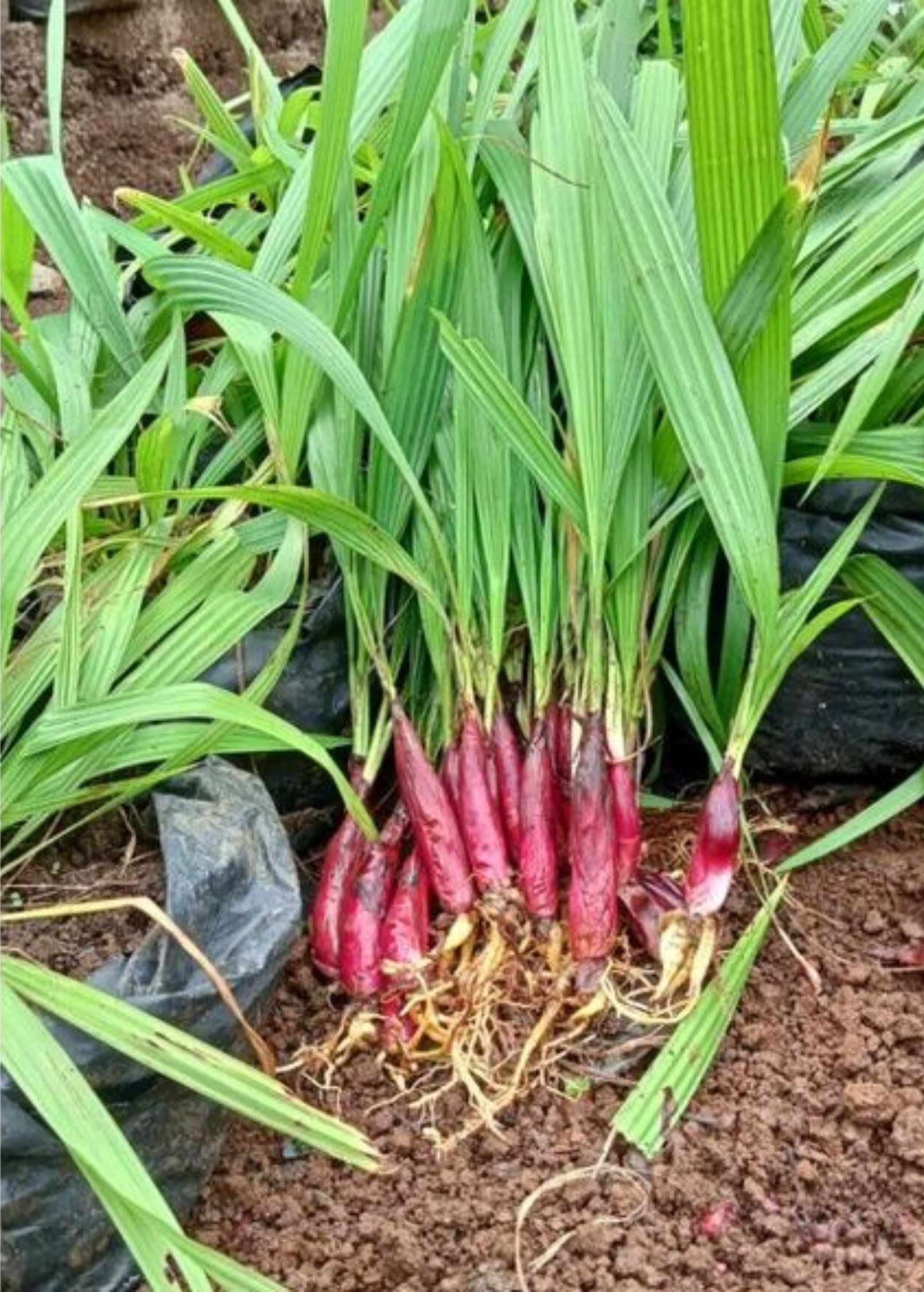 Bawang Dayak herb in a coconut coir pot, showcasing its bulbous roots and leafy green top, grown by Sow Exotic.