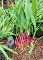 Bawang Dayak herb in a coconut coir pot, showcasing its bulbous roots and leafy green top, grown by Sow Exotic.
