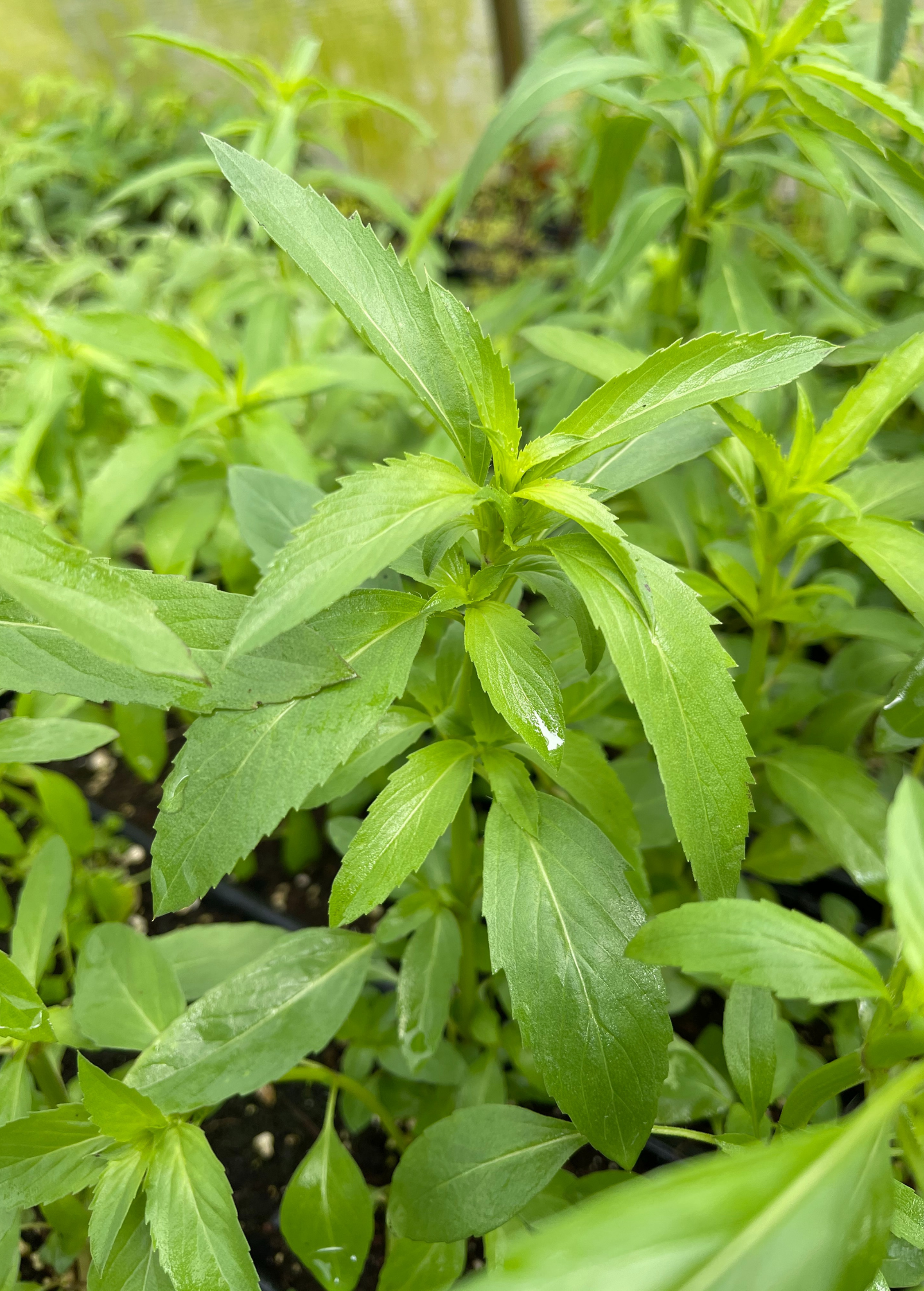 Bergamot 'Lemon' herb in a coconut coir pot, with green lemon-scented leaves and delicate white flowers, by Sow Exotic.